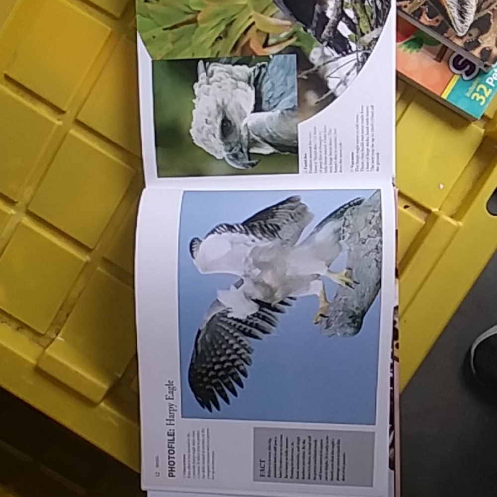 Predators Animal Book - Picture 2 of 4